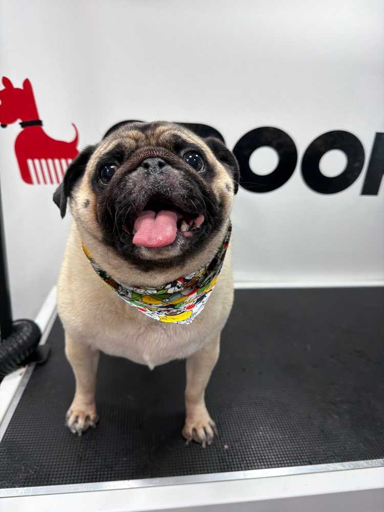 Dog Pet Photo
