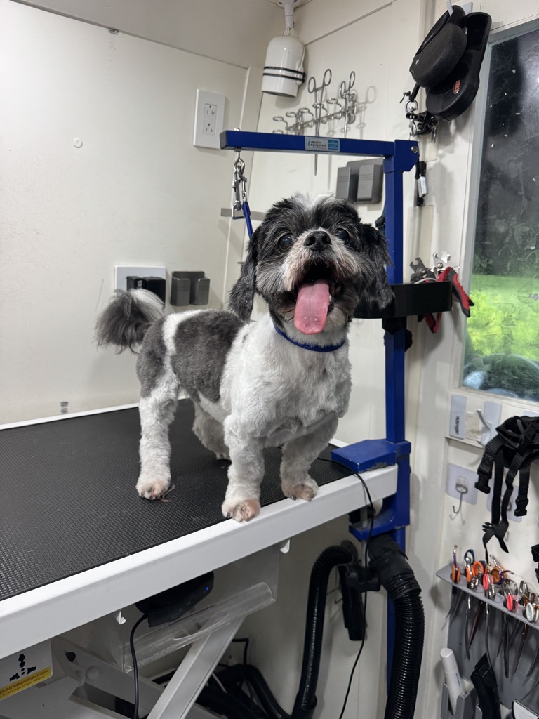 Dog Pet Photo
