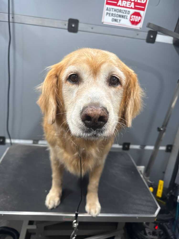 stanley