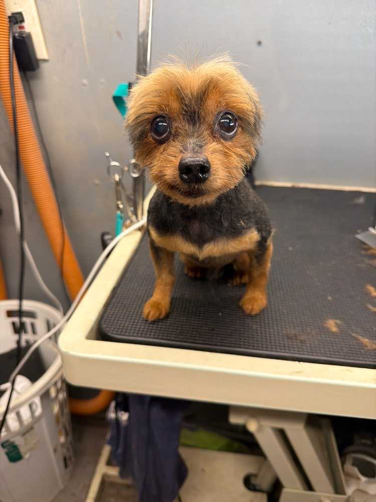 Pet