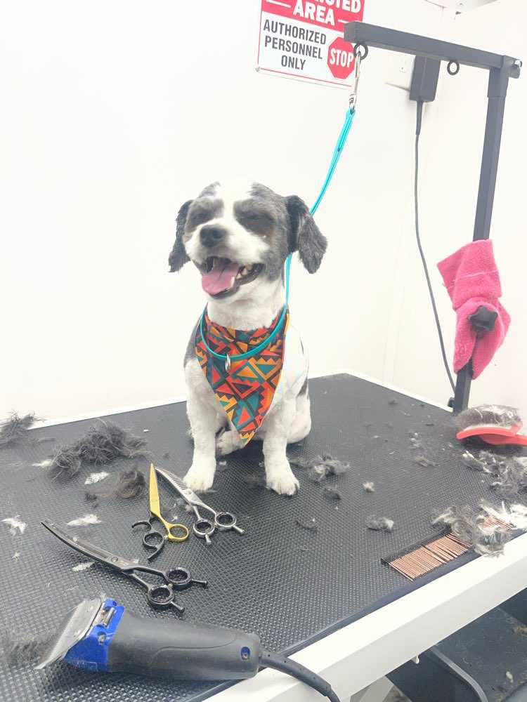 Dog Pet Photo