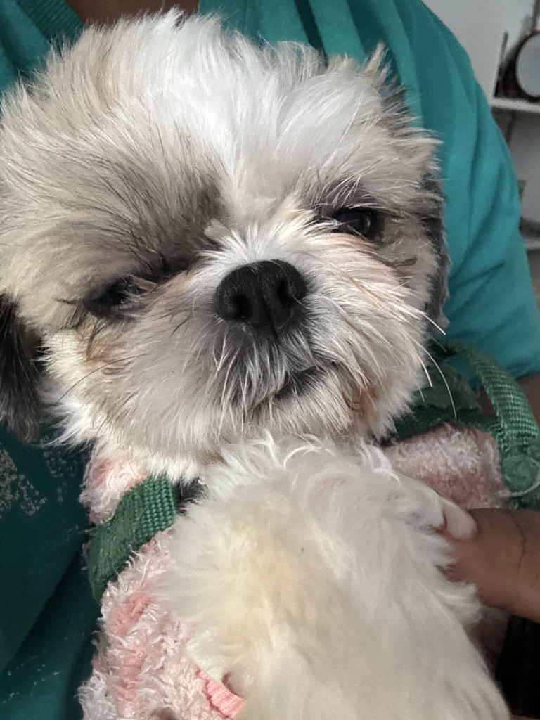 Dog Pet Photo