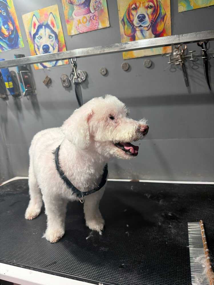 Pet
