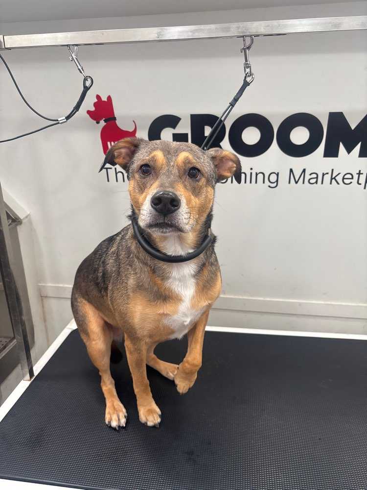 Dog Pet Photo