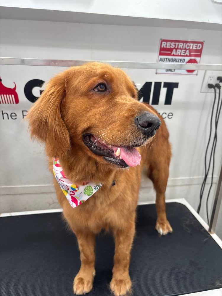 Sophie 