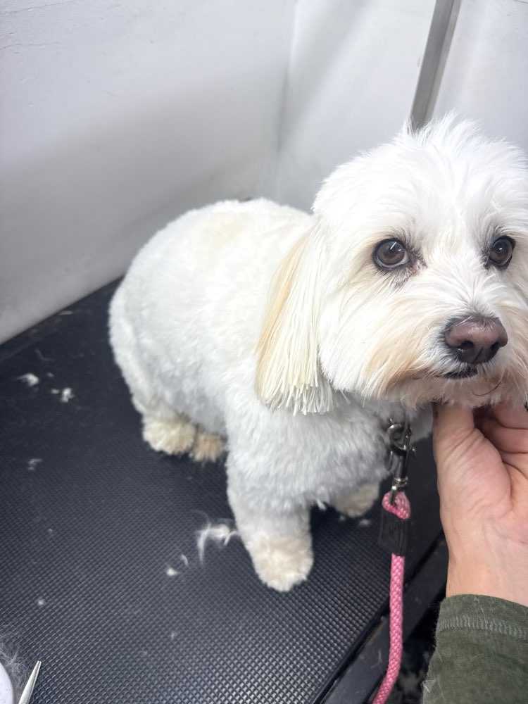 Pet