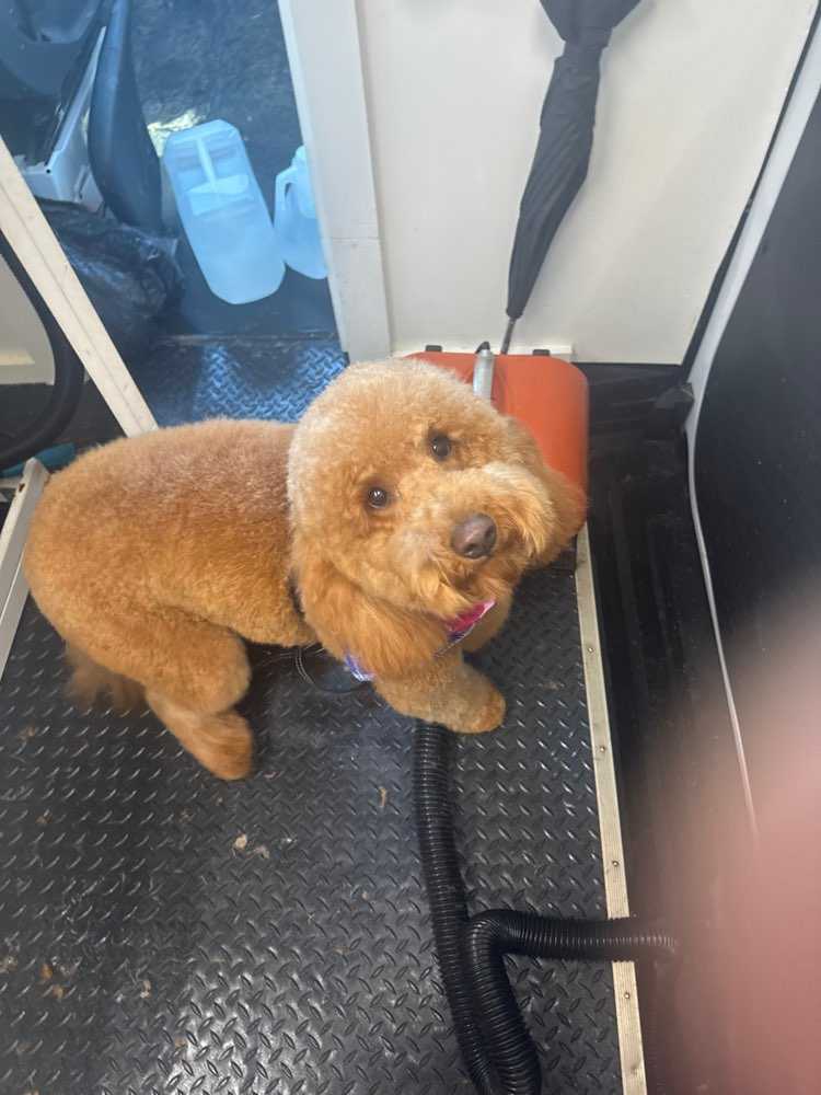 Ginger