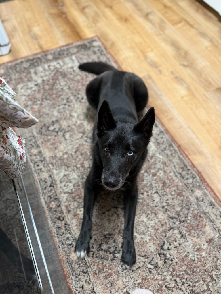 Dog Pet Photo
