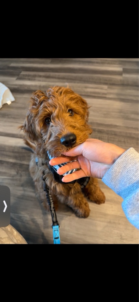 Dog Pet Photo