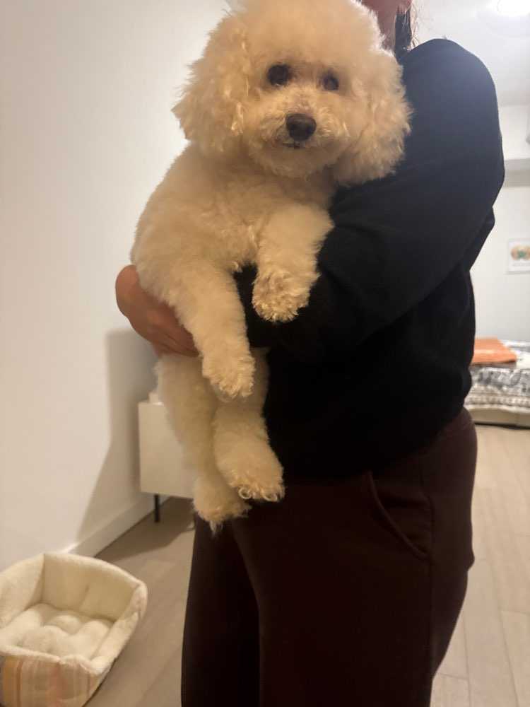 Dog Pet Photo