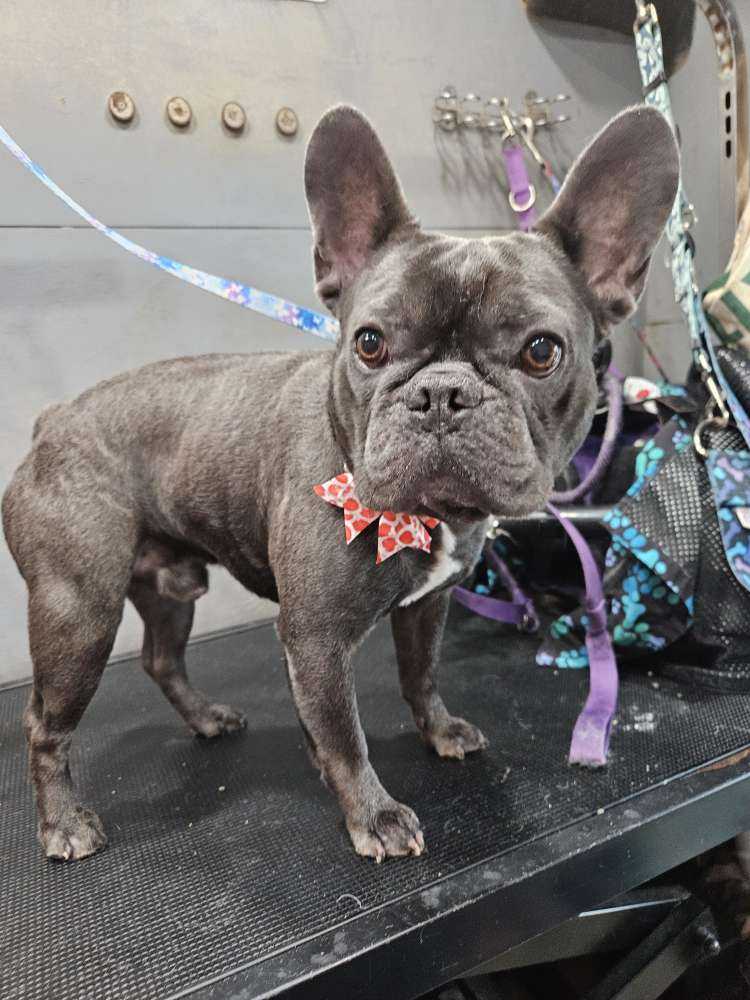 louie