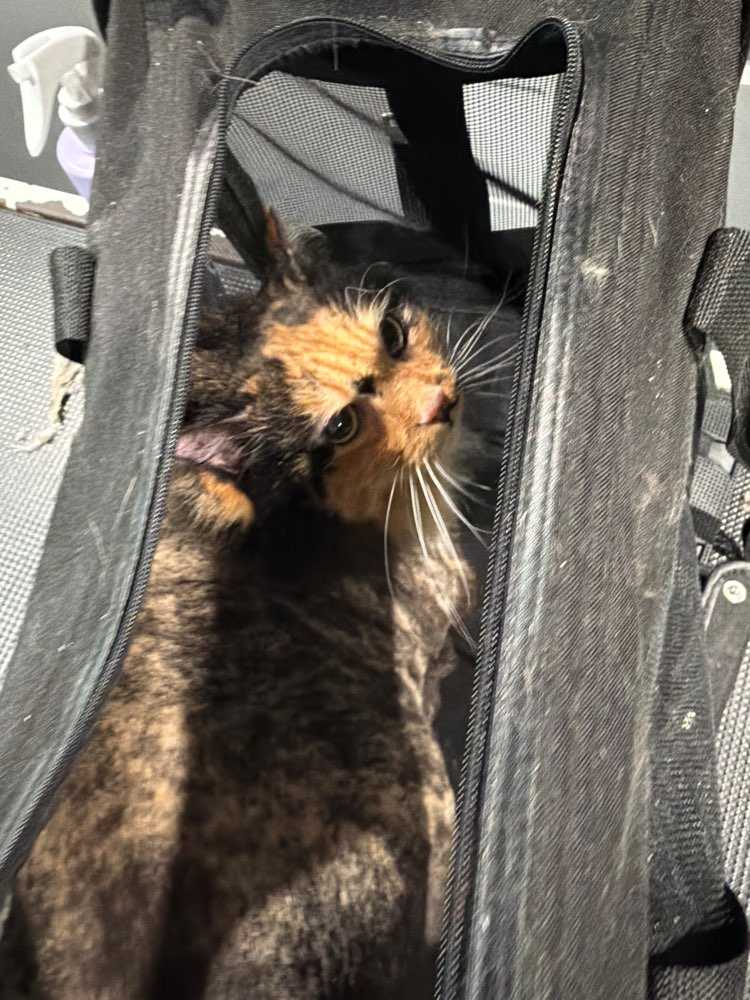 Delilah