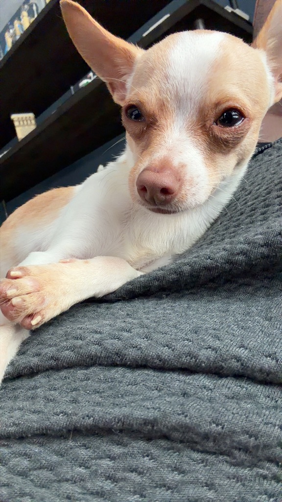 Pet