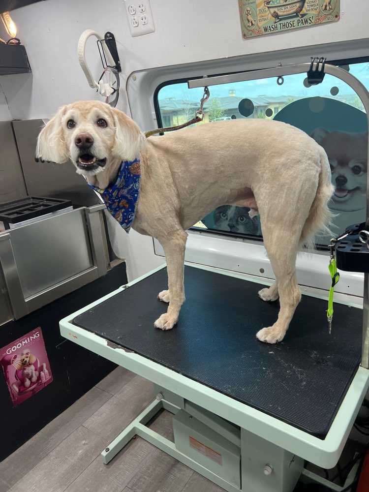 Dog Pet Photo
