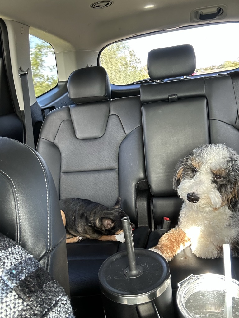 Dog Pet Photo