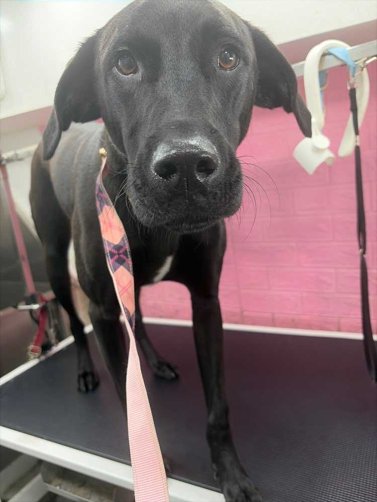 Java