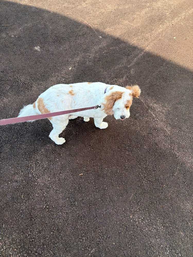 Pet