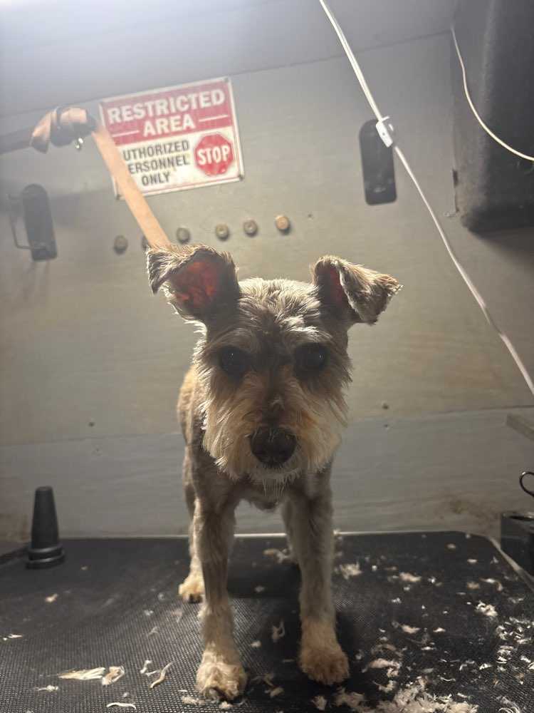 Dog Pet Photo