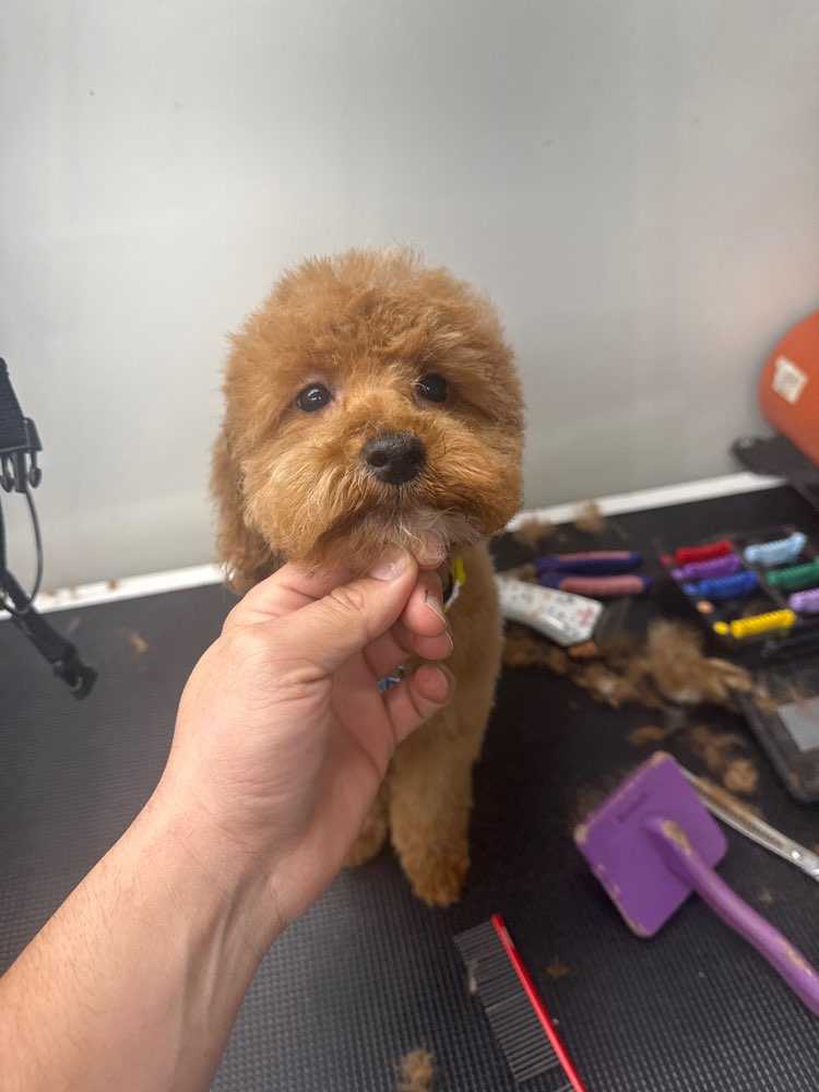 Teddy