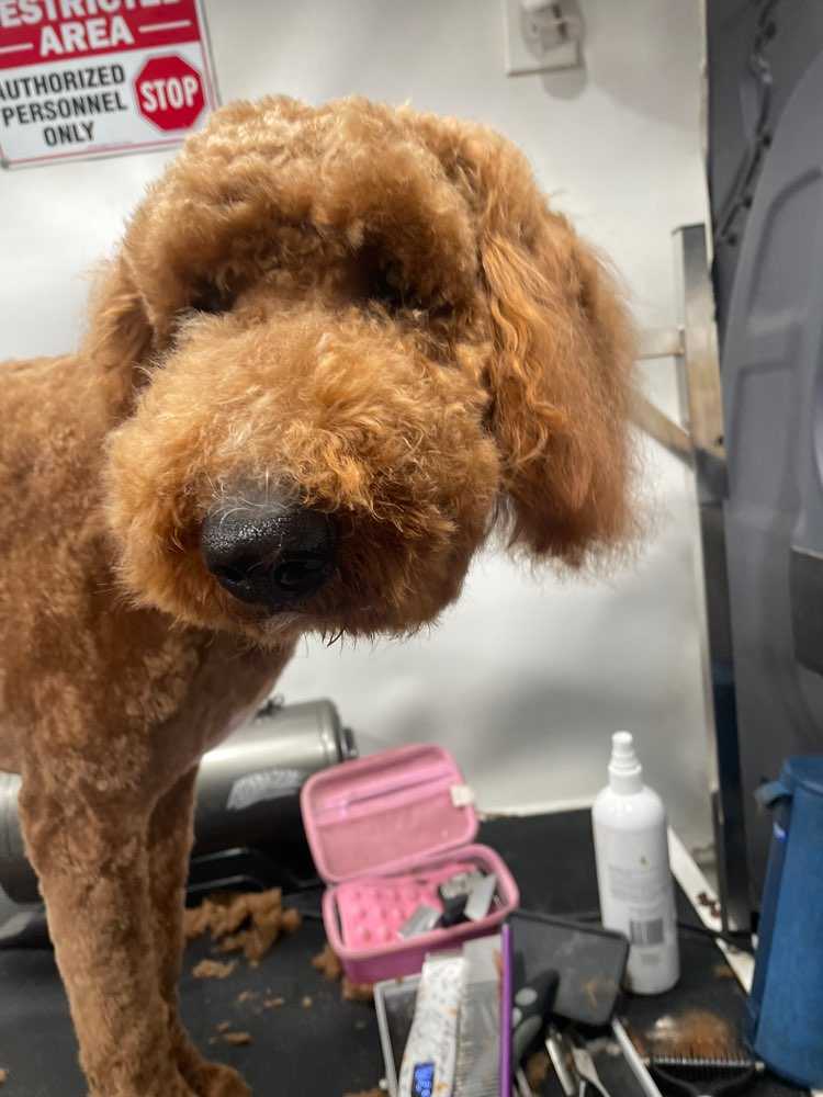 Pet