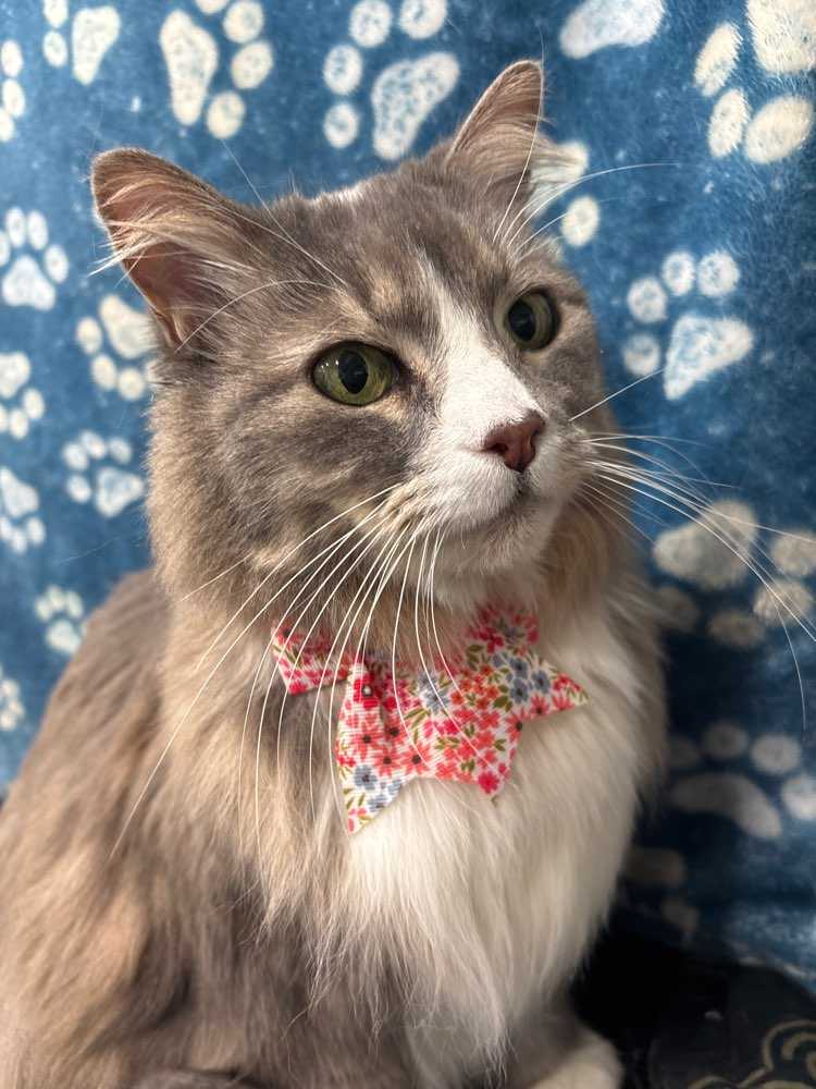 KITTY