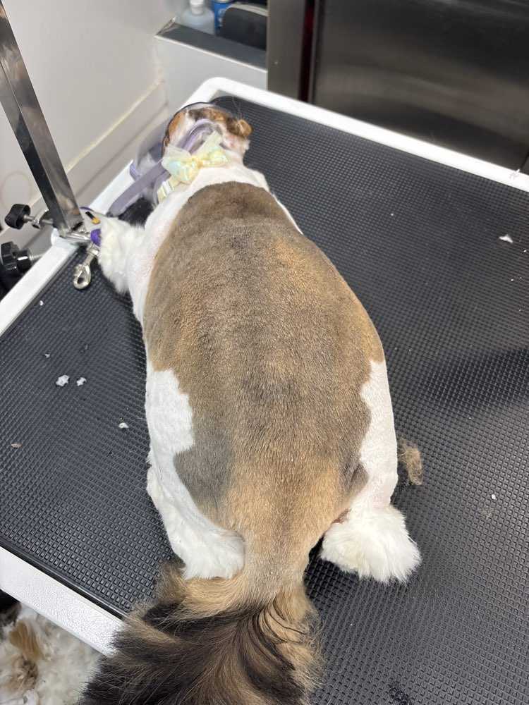 Lucy 