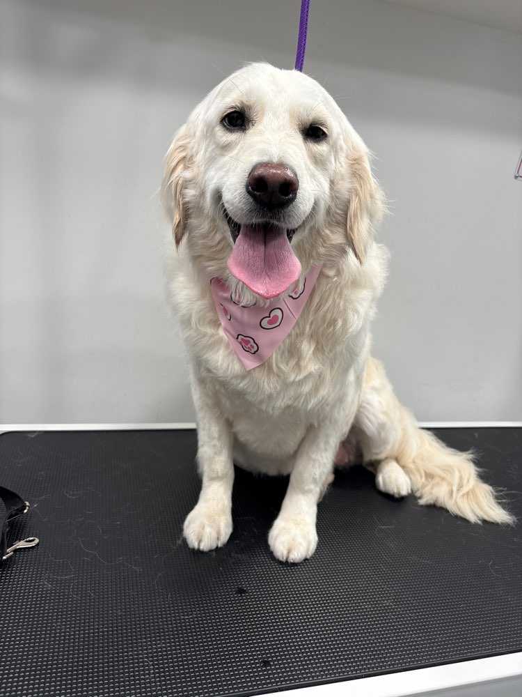 Dog Pet Photo