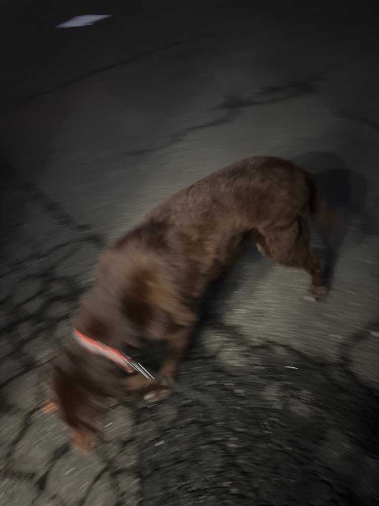 Buddy