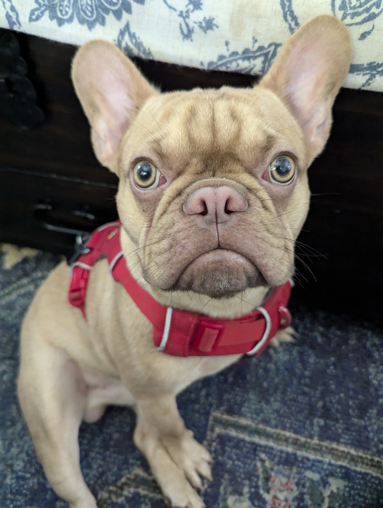 Canelo