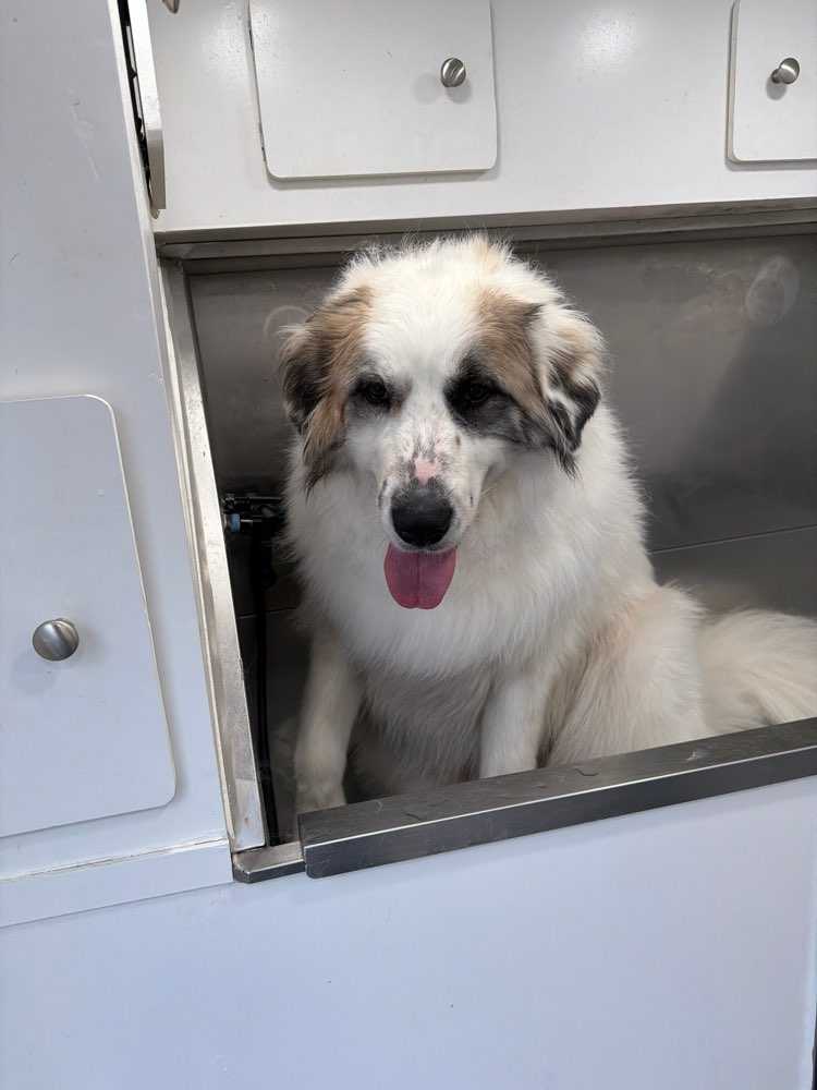 Dog Pet Photo