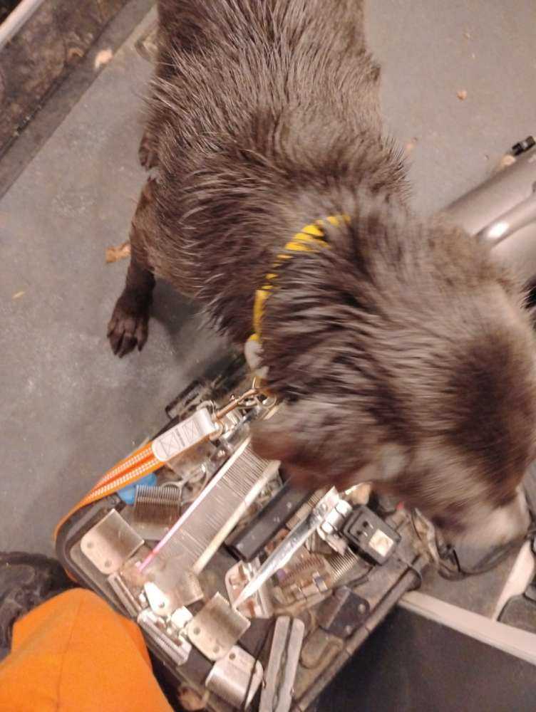 Max