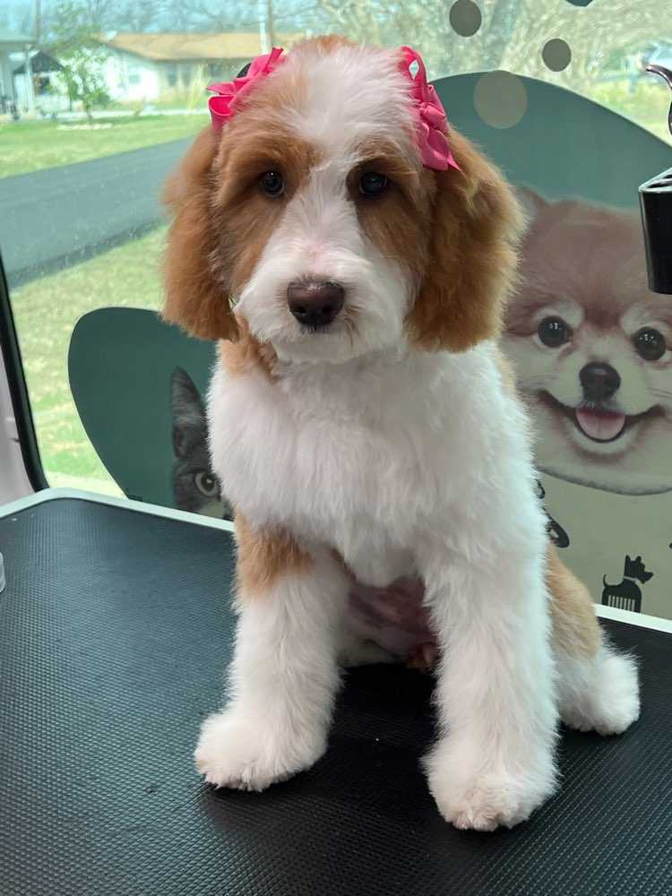 Daisy Noel