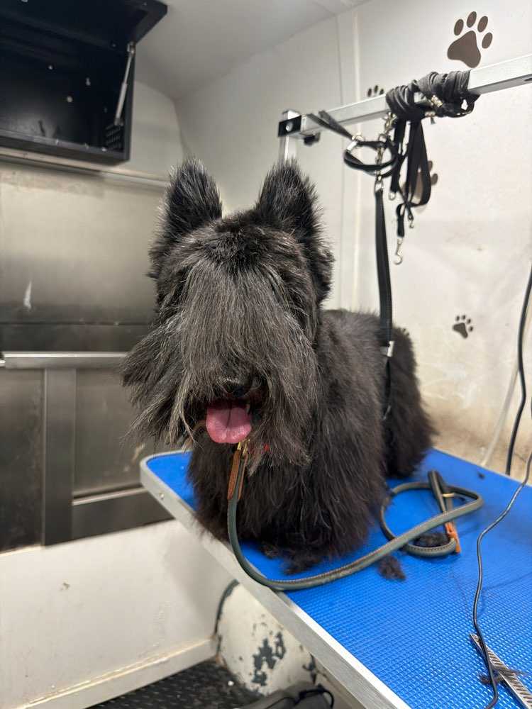 Dog Pet Photo