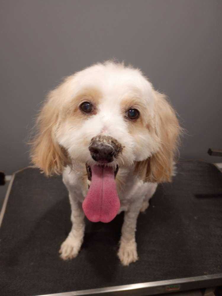 Dog Pet Photo