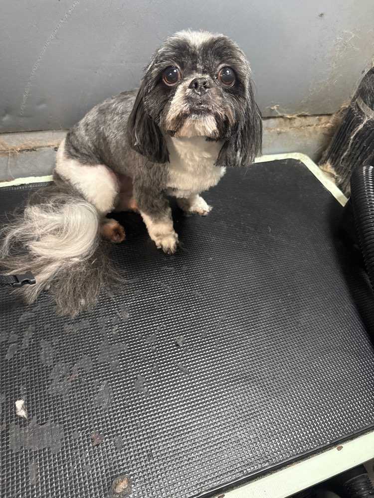 Dog Pet Photo
