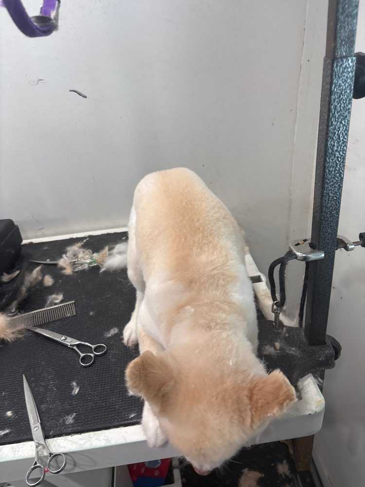 Pet