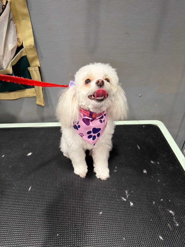 Dog Pet Photo