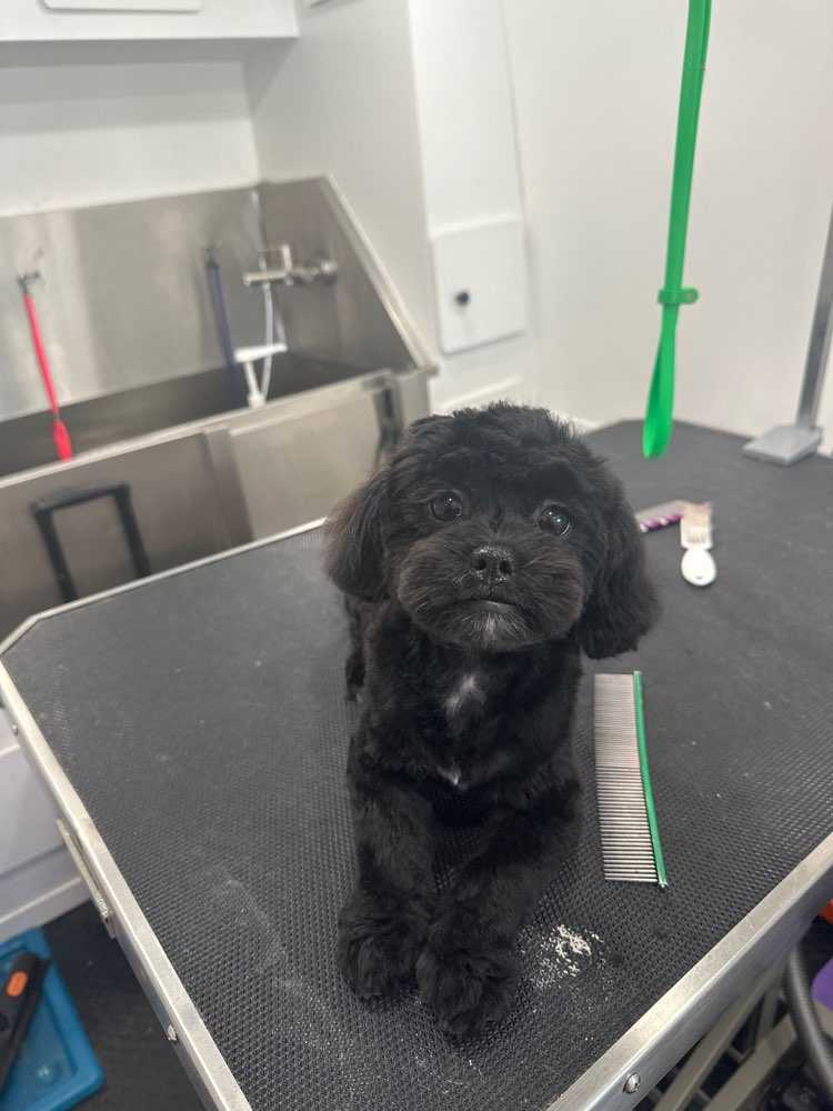 Coco