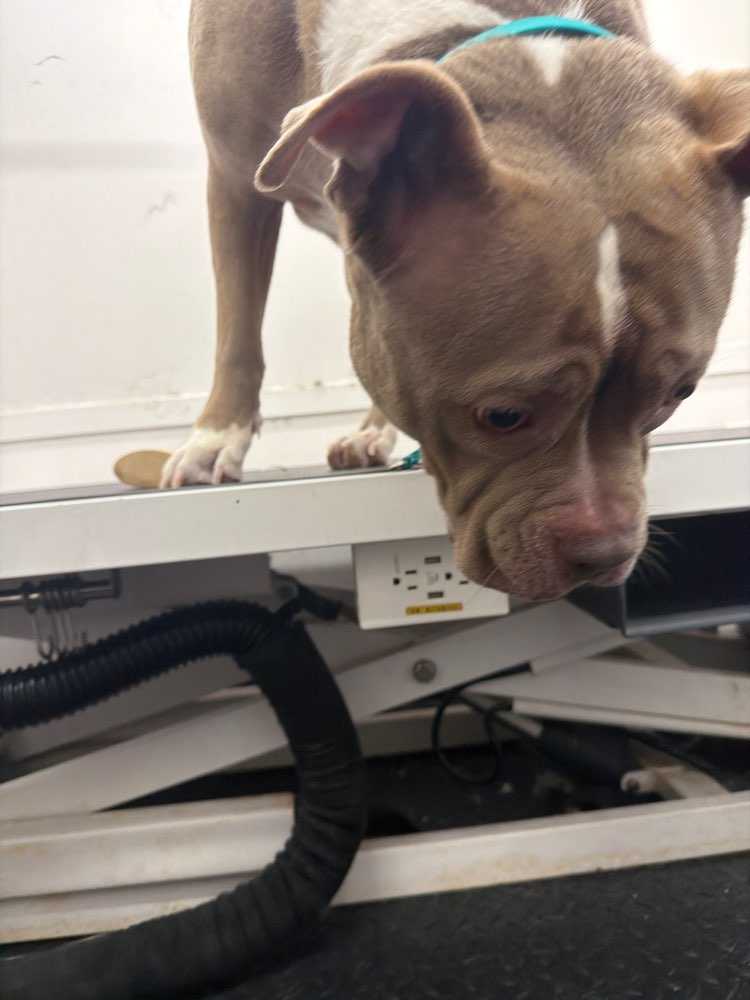 Dog Pet Photo
