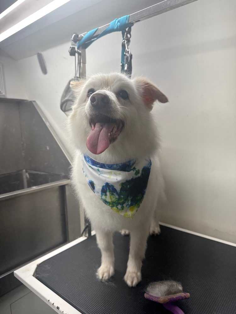 Dog Pet Photo