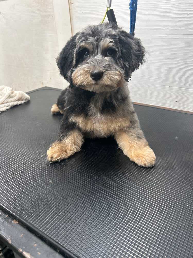 Dog Pet Photo