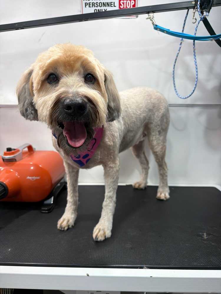 Gracie