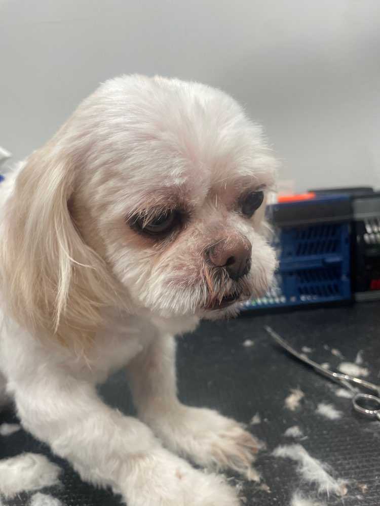 Dog Pet Photo