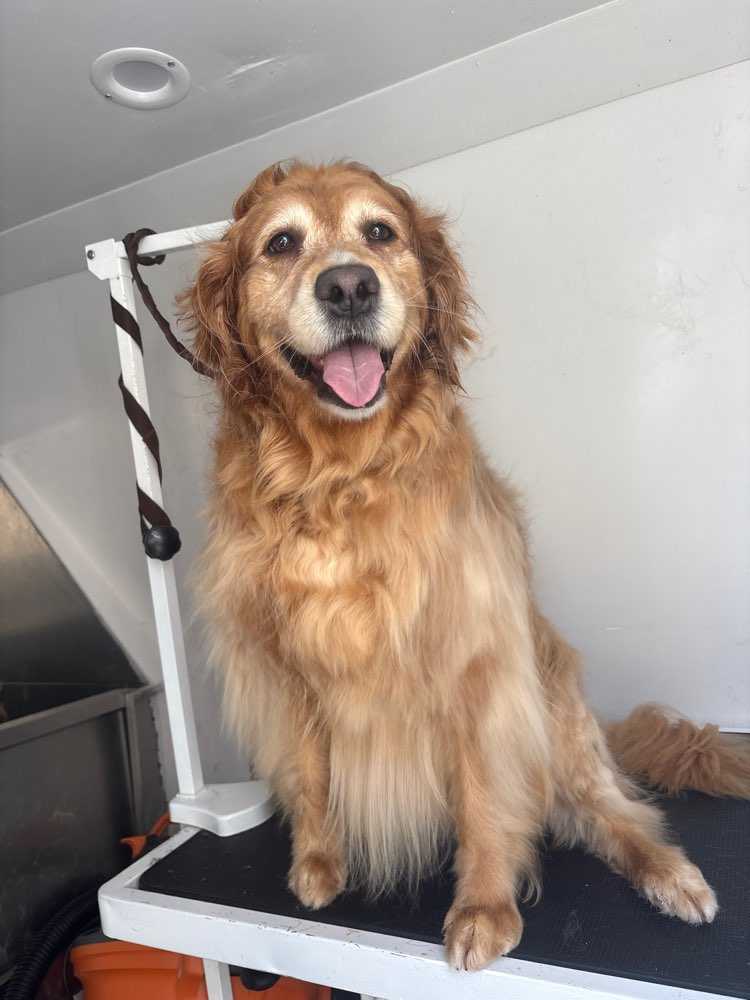 Dog Pet Photo