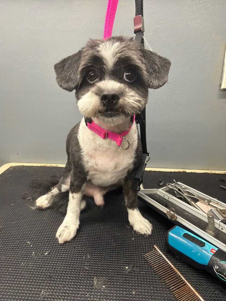 Oreo