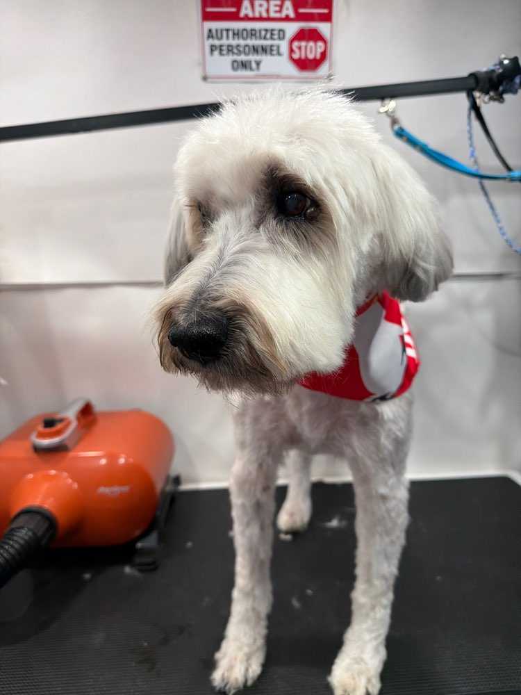 Fonzie