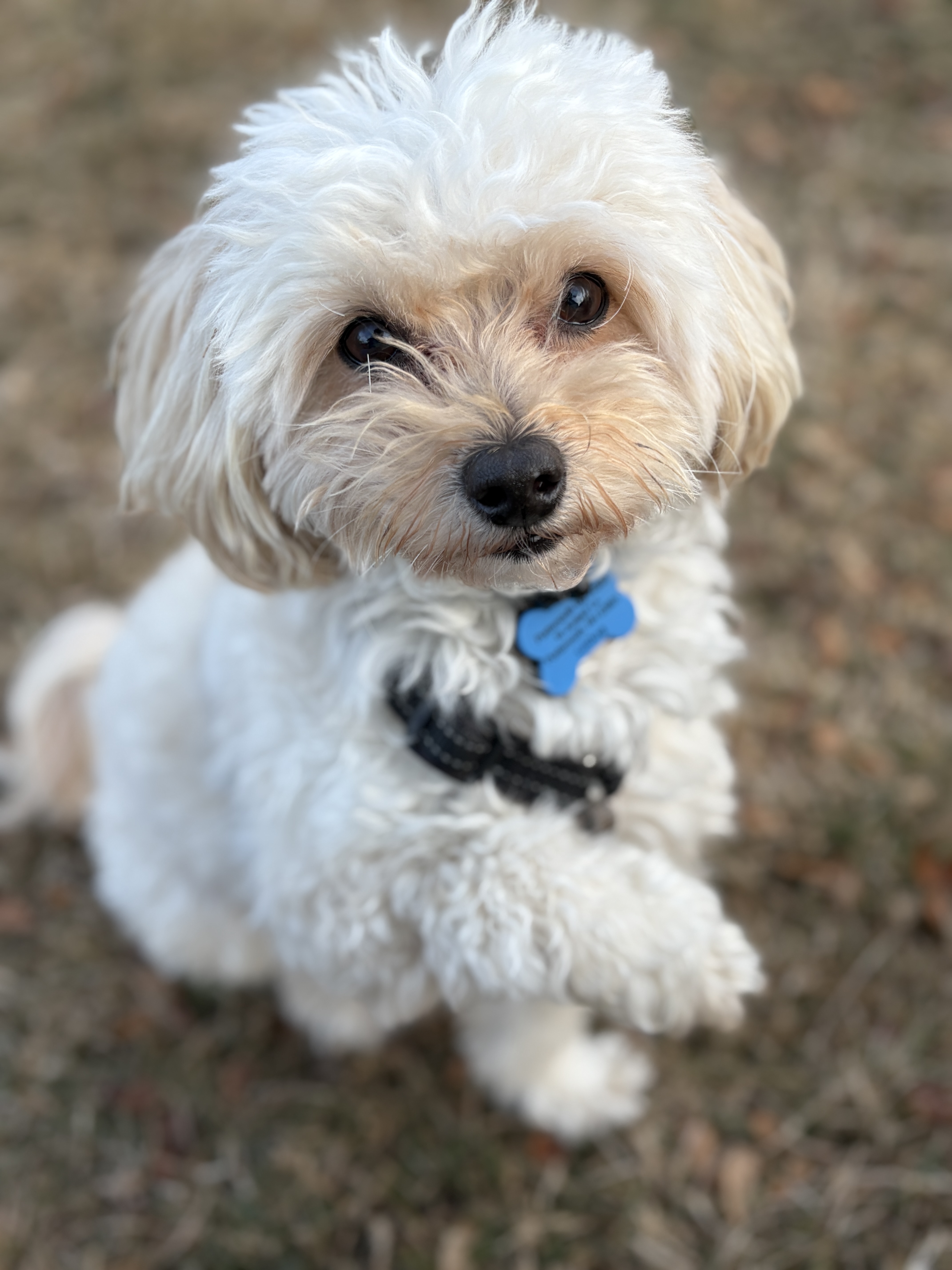 Dog Pet Photo
