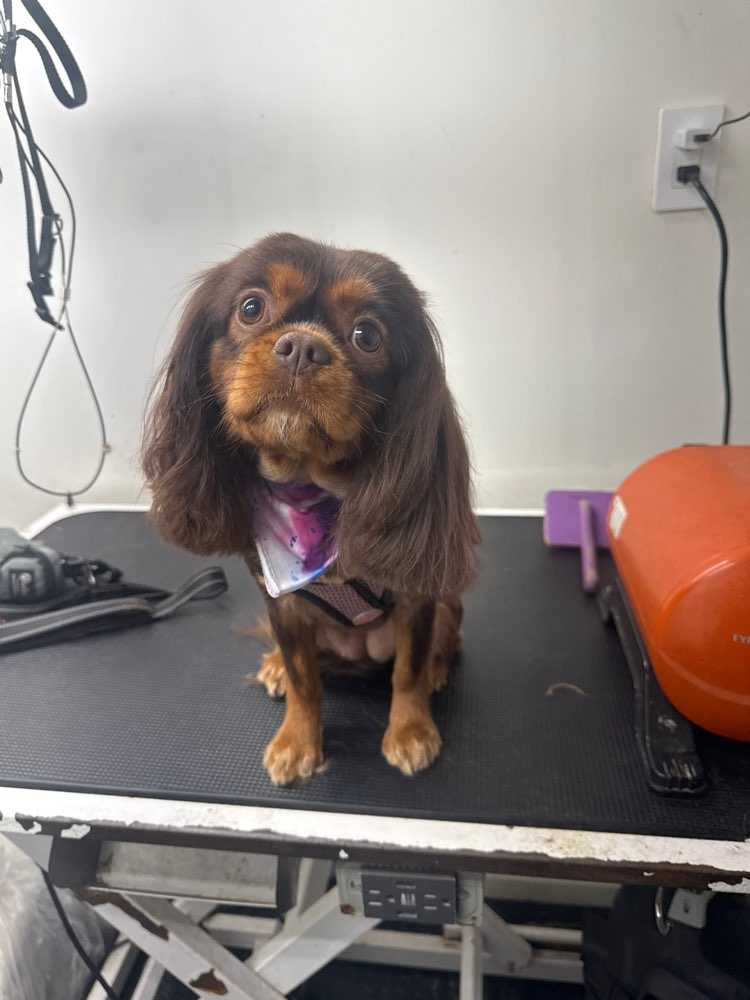 Pet