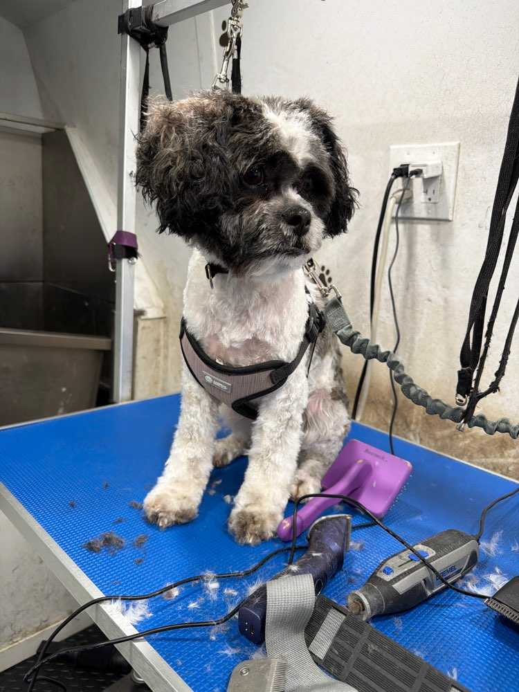 Gizmo
