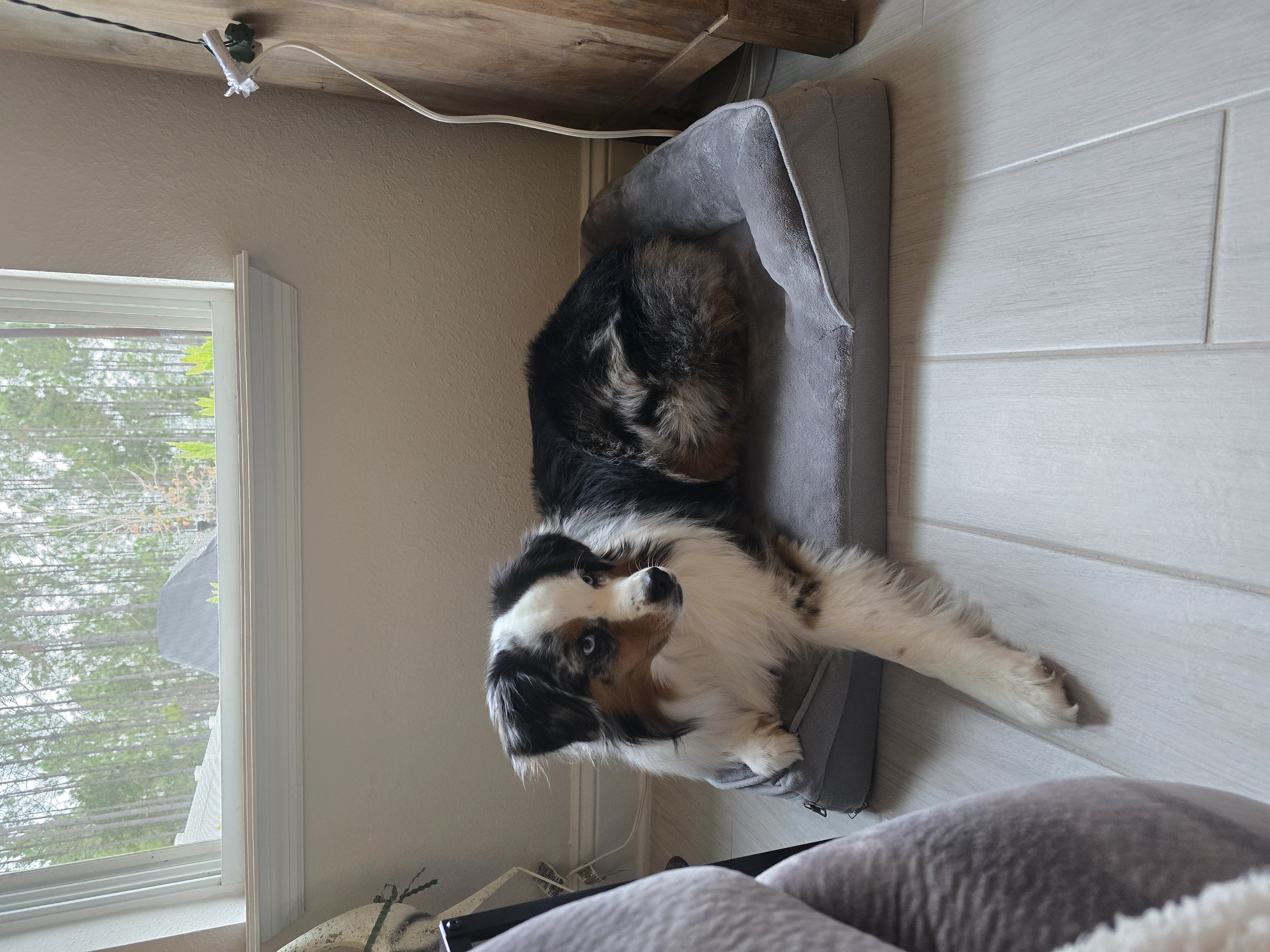 Pet